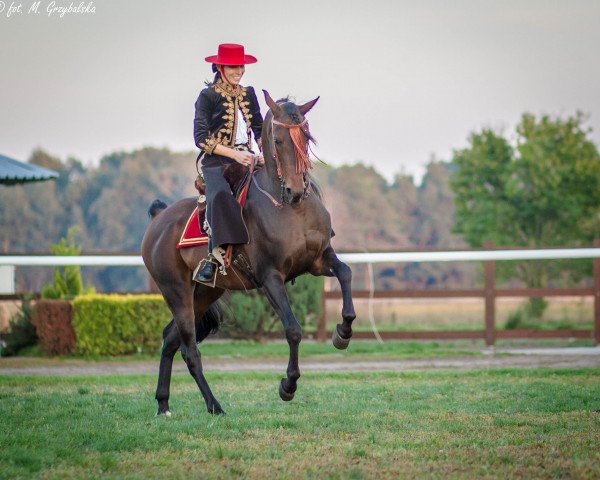 horse Elbasim ox (Arabian, 2005, from Wachlarz ox)