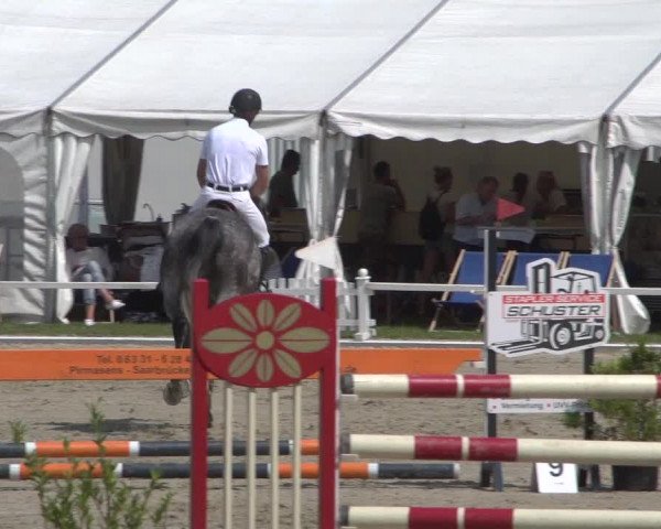 Reitturnier Zweibrücken 2017