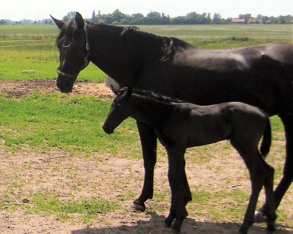 broodmare Sturmfee B (Oldenburg, 2007, from Sandro Song)