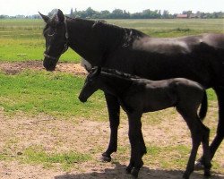 broodmare Sturmfee B (Oldenburg, 2007, from Sandro Song)