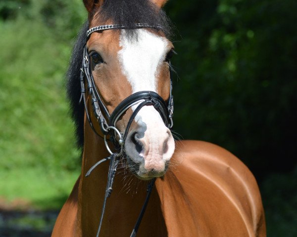 dressage horse Marco Polo 228 (unknown, 2006)
