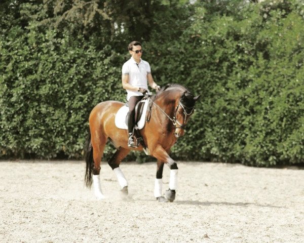 dressage horse D.O.N. (Holsteiner, 2009, from Dolany)