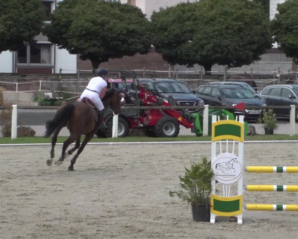 Reitturnier Zweibrücken 2017