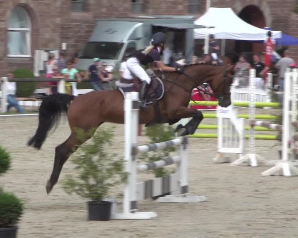 Reitturnier Zweibrücken 2017