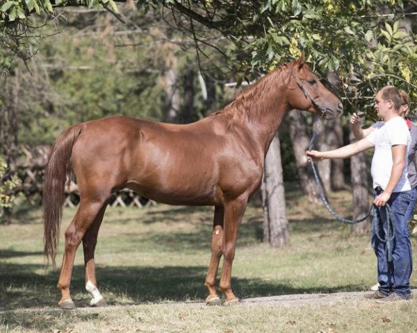 stallion Coyote Ugly Tersk (Arabian purebred, 2013, from Akcent 1995 ox) stallion Coyote Ugly Tersk (Arabian purebred, 2013, from Akcent 1995 ox)