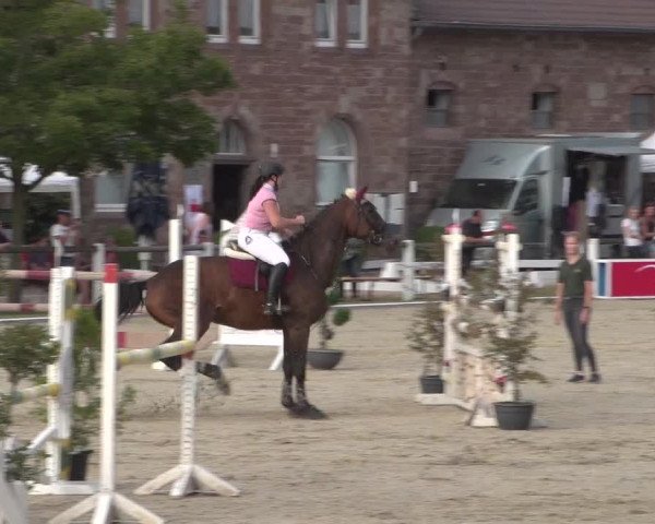 Reitturnier Zweibrücken 2017