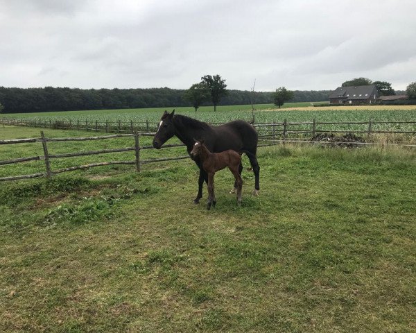 horse Exito PZ (Zangersheide riding horse, 2018, from Coral Reef Eldorado P)