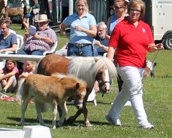 Pferd HD`s Poldi (Shetland Pony (unter 87 cm), 2018, von Pageboy of Chestnut Stable)