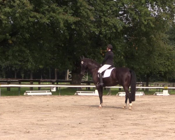 Reitturnier Recklinghausen 2017