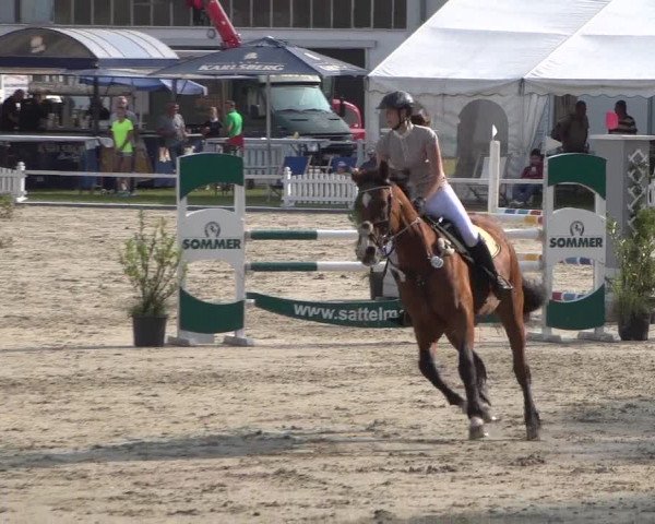 Reitturnier Zweibrücken 2017