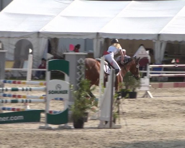 Reitturnier Zweibrücken 2017