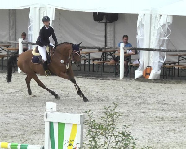 Reitturnier Illertissen 2017