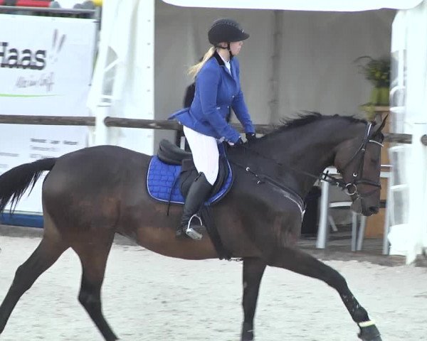 Reitturnier Illertissen 2017