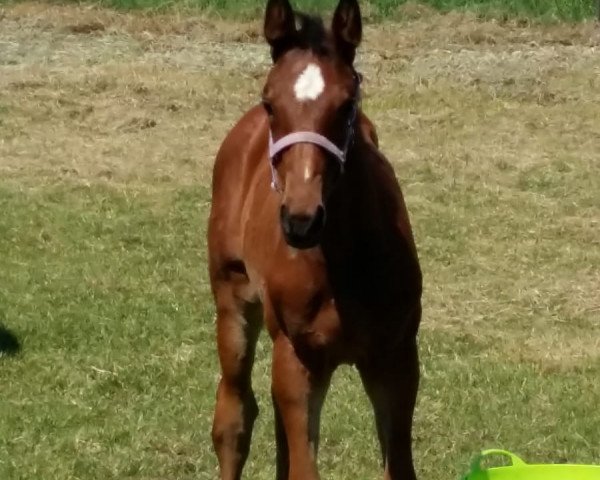 broodmare Qelina (Oldenburg show jumper, 2018, from Air King)