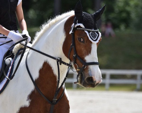 dressage horse Attyrory Rosey (Irish Sport Horse, 2008)
