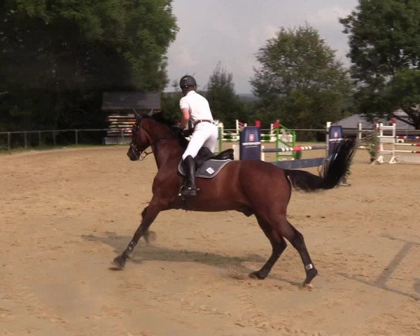 Reitturnier Bühren-Breckerfeld 2017