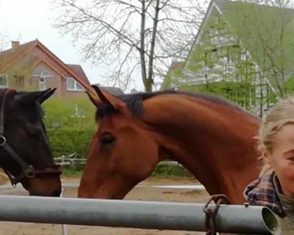Springpferd Apersico (Hannoveraner, 2003, von As di Villagana)