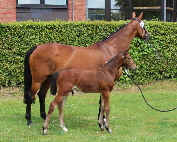 horse True Pleasure (Westphalian, 2018, from Tangelo van de Zuuthoeve)