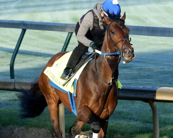 stallion Combatant xx (Thoroughbred, 2015, from Scat Daddy xx)