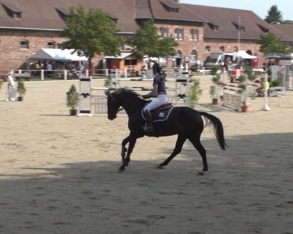Reitturnier Zweibrücken 2017