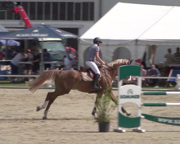 Reitturnier Zweibrücken 2017