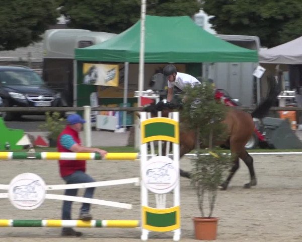 Reitturnier Zweibrücken 2017