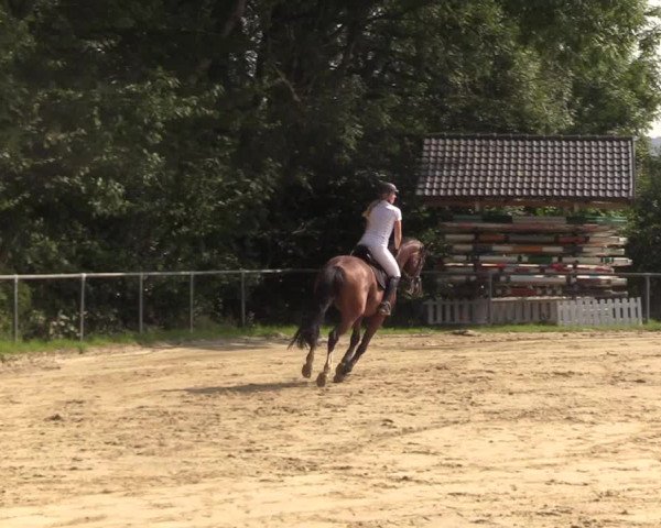 Reitturnier Bühren-Breckerfeld 2017