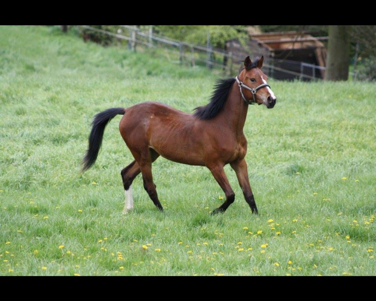horse Durellos Daim (Noble Warmblood, 2015, from Don Durello)
