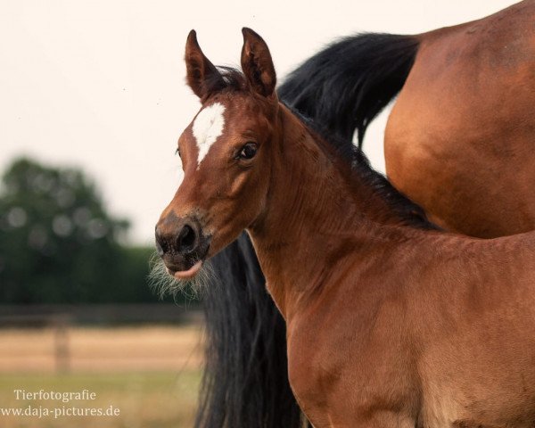 broodmare Stute von Congress / Argentinus (Westphalian, 2018, from Congress)
