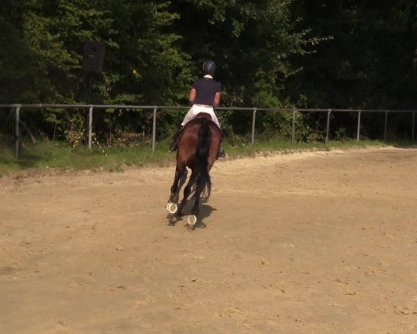 Reitturnier Bühren-Breckerfeld 2017