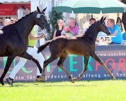 broodmare Farah Diba WF (Westphalian, 2018, from Fürstenball)