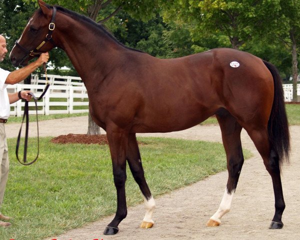 horse Love Pegasus xx (Thoroughbred, 2006, from Fusaichi Pegasus xx)