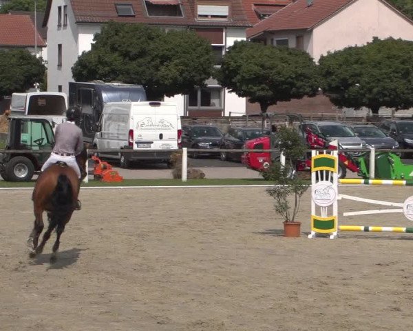 Reitturnier Zweibrücken 2017