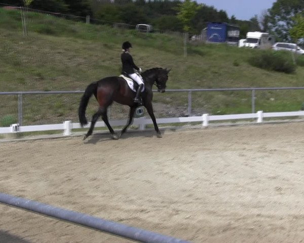 Reitturnier Bühren-Breckerfeld 2017
