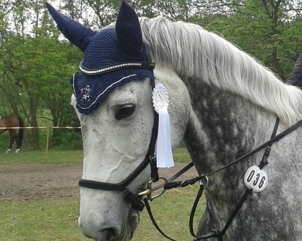jumper La Luna 351 (German Sport Horse, 2008, from Levisto's Big Boy)