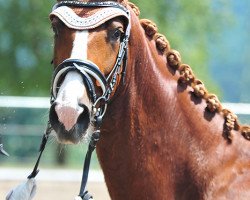 dressage horse Delightful Diamond (Oldenburg, 2014, from Danciano)