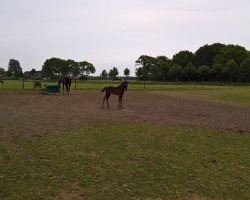 horse Nice Quality (KWPN (Royal Dutch Sporthorse), 2018, from Comme Prevu)