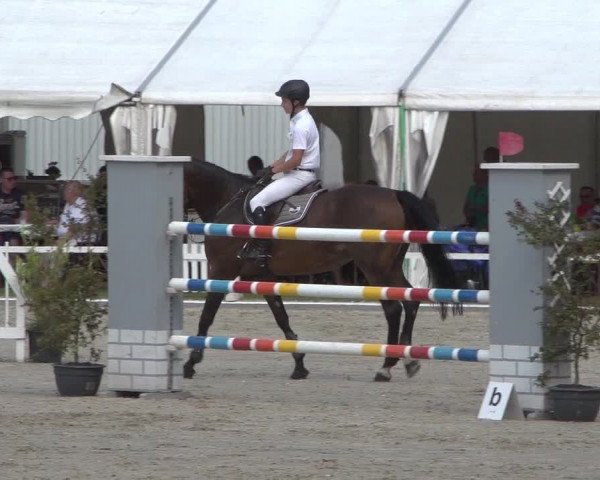 Reitturnier Zweibrücken 2017