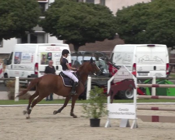 Reitturnier Zweibrücken 2017