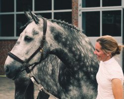 jumper Cerberus 9 (Holsteiner, 2011, from Casquetto)