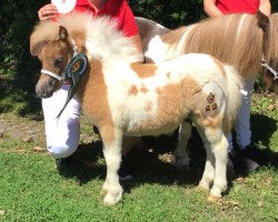 Pferd Princess-Carlotta vom Landhof (Shetland Pony (unter 87 cm), 2018, von Dresscoat vom Lennetal)