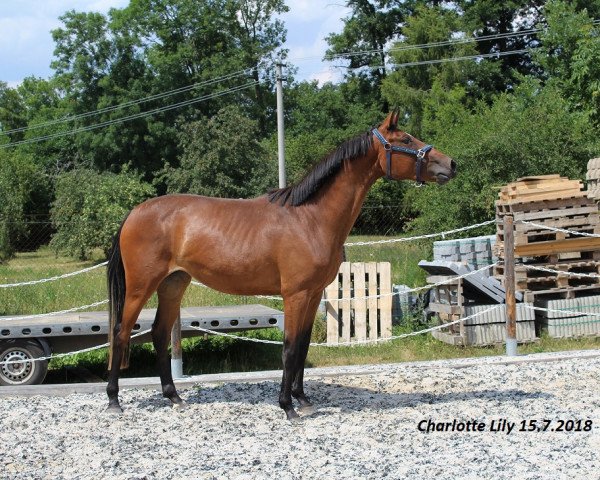 horse Charlotte Lily (Hanoverian, 2015, from Chico's Boy)
