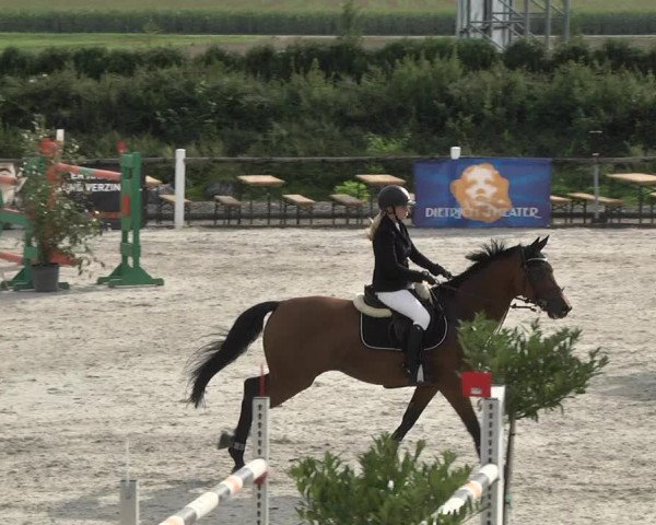Reitturnier Illertissen 2017