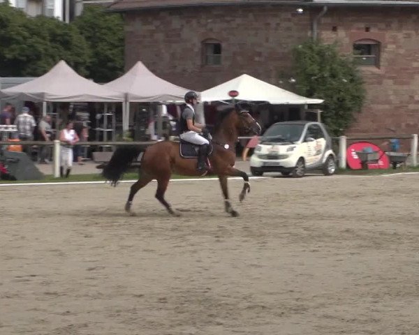 Reitturnier Zweibrücken 2017