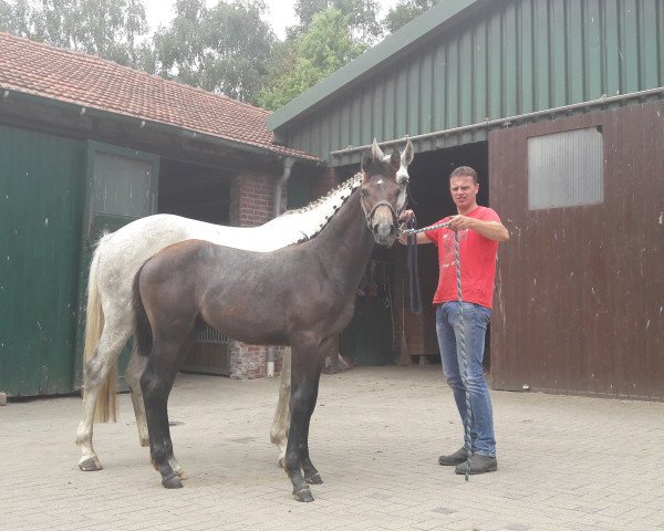 horse At his Best (Westphalian, 2018, from A La Carte NRW)