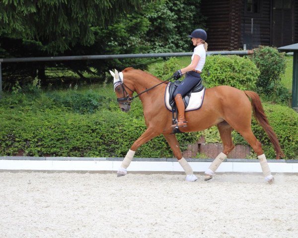 Dressurpferd Lascar 50 (Westfale, 2009, von Laurentio)