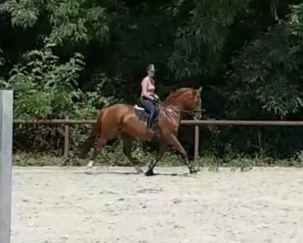 broodmare Golden Game 12 (Saxony-Anhaltiner, 2002, from Grannox)