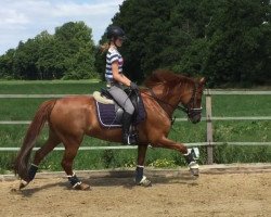 dressage horse Timms Diego (German Riding Pony, 2009, from Donnerhall)