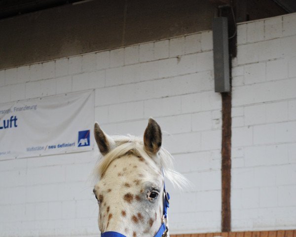 horse Erzenhofs Mikimoto (Knabstrupper, 2010, from Mads af Mesballe)