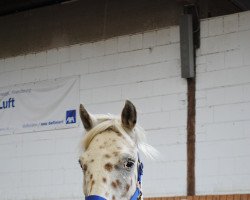 horse Erzenhofs Mikimoto (Knabstrupper, 2010, from Mads af Mesballe)